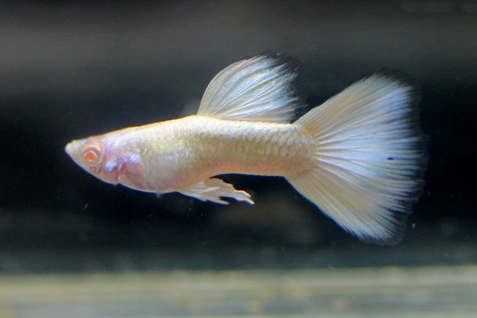 Серебристые гуппи