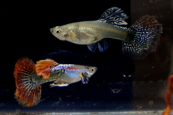 Гуппи Канадские
