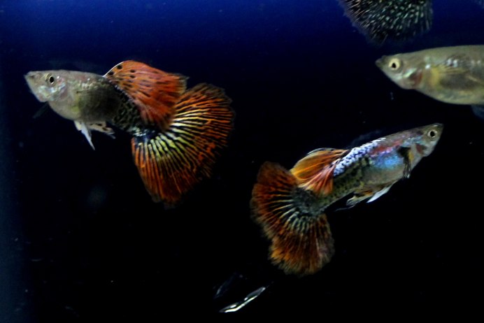 Гуппи черные