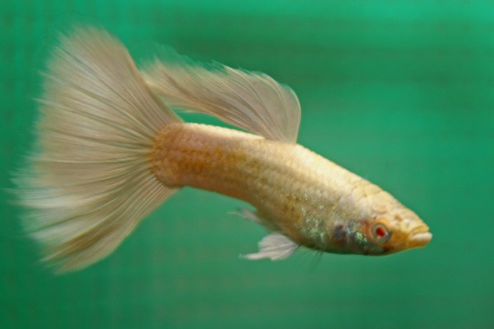 Гуппи альбинос