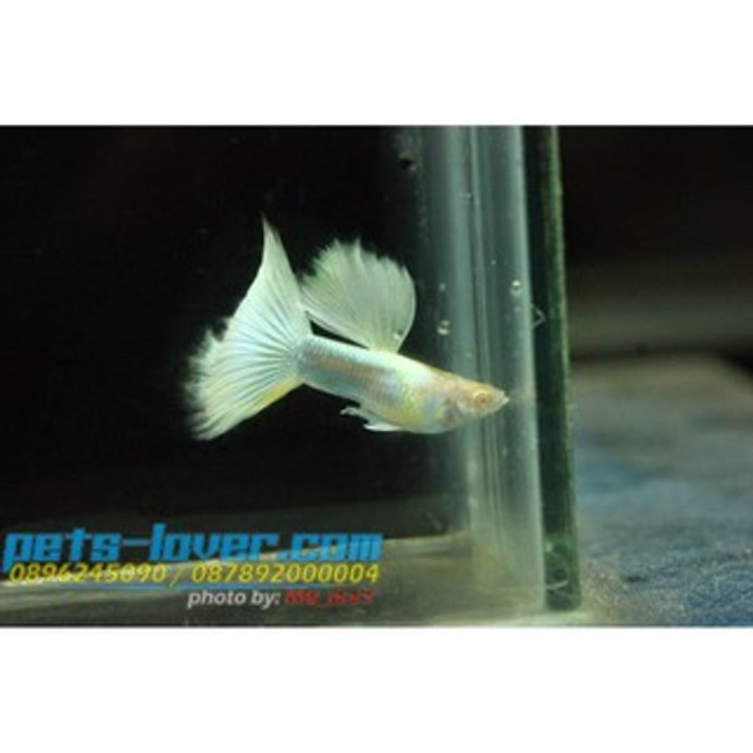 Гуппи Джапан Блю