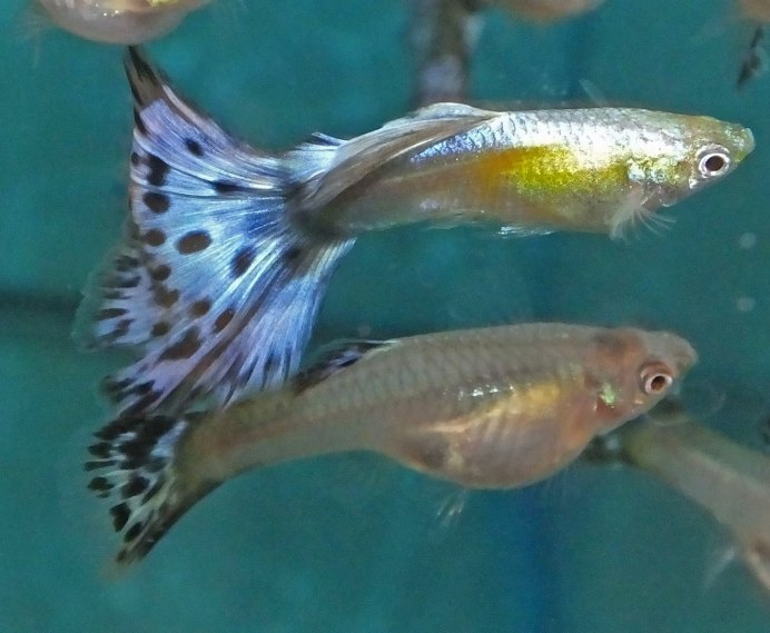 Гуппи леопард халф Мун