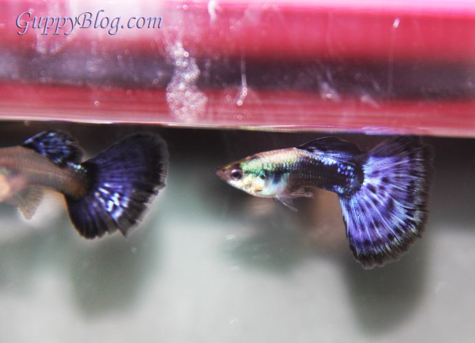 Гуппи альбинос