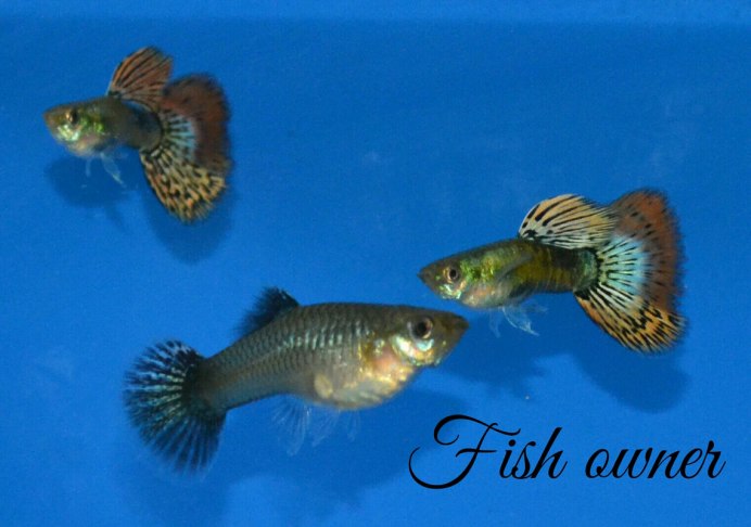 Гуппи альбинос