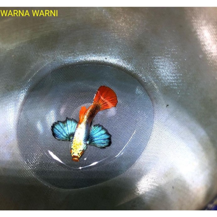 Гуппи принц розовы1