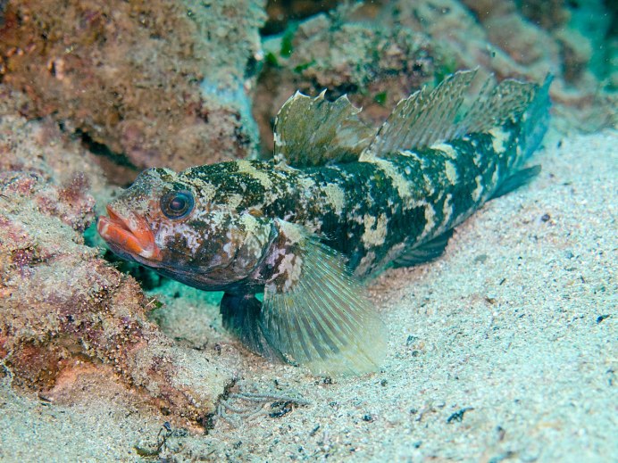 Морской окунь смарида