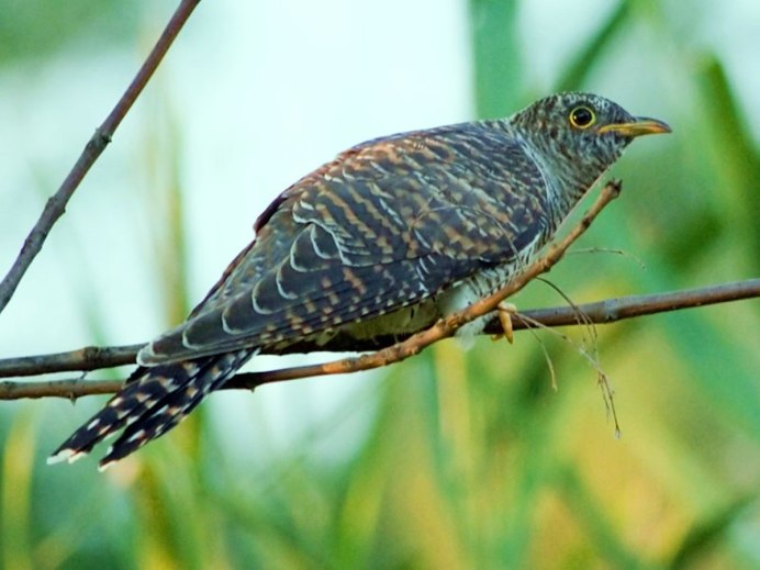 Serranus Scriba