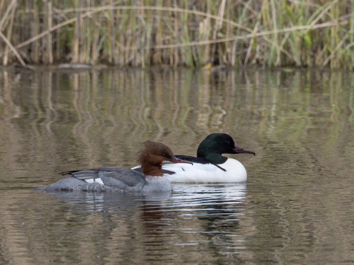 Большой крохаль Mergus Merganser