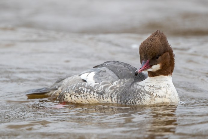 Большой крохаль Mergus Merganser