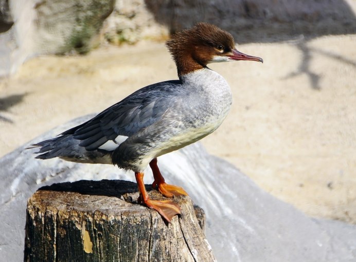 Большой крохаль Mergus Merganser