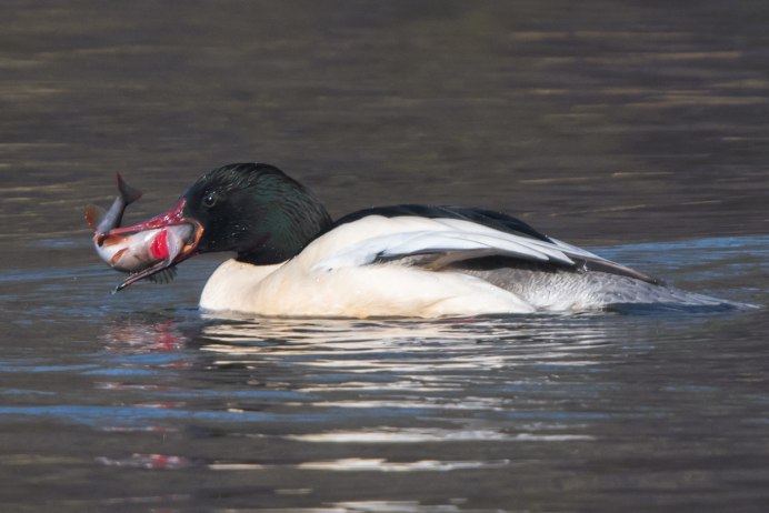Большой крохаль Mergus Merganser