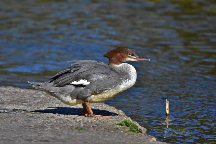 Большой крохаль Mergus Merganser