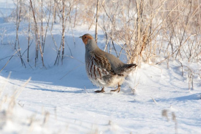 Торлаа куропатка