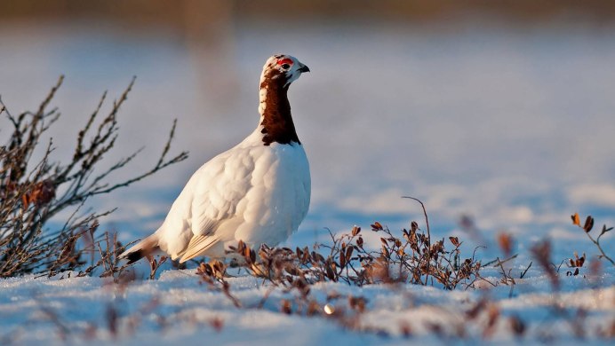 Лента с куропатками