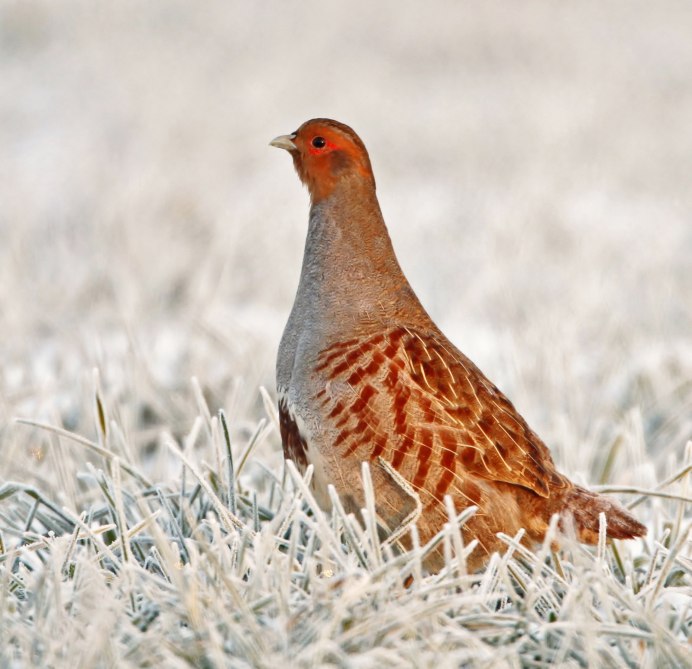 Серая куропатка (Perdix Perdix)