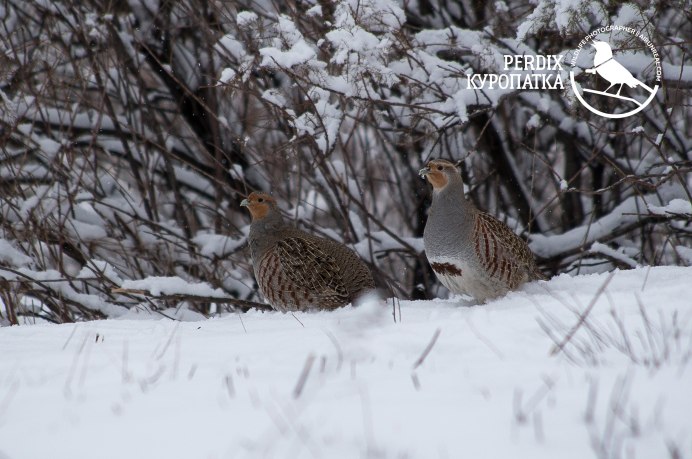 Куропатки домашние