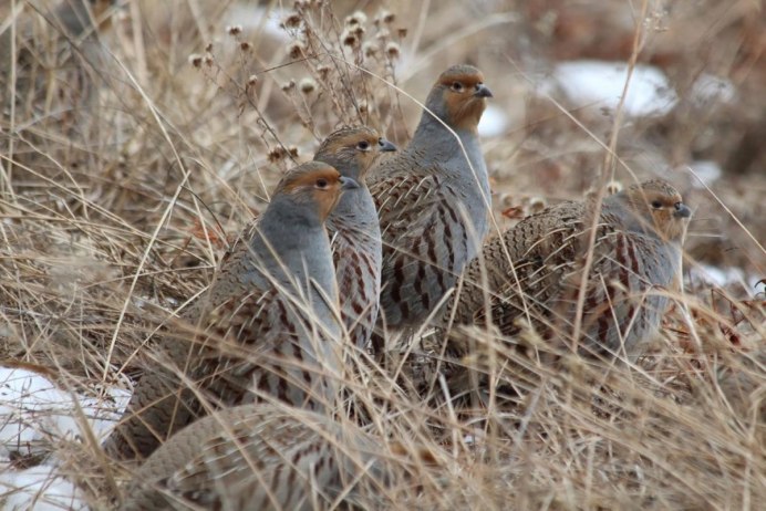 Куропатка Крымская