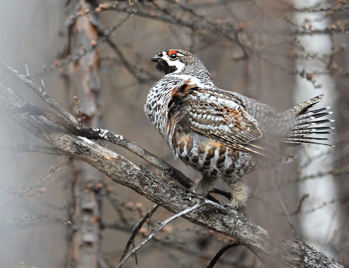 Серая куропатка зимой