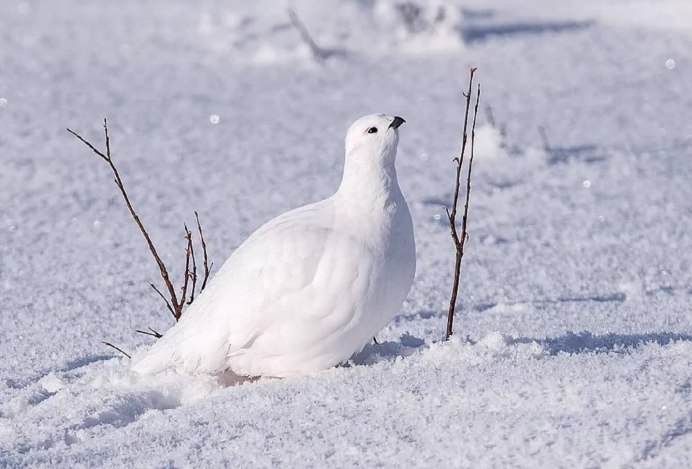 Птицы НАО куропатка