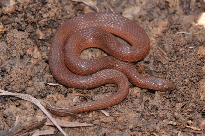 Шершавая древесная гадюка (Atheris squamigera)