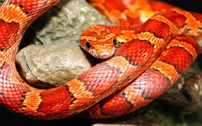 Кустарниковая гадюка (Atheris