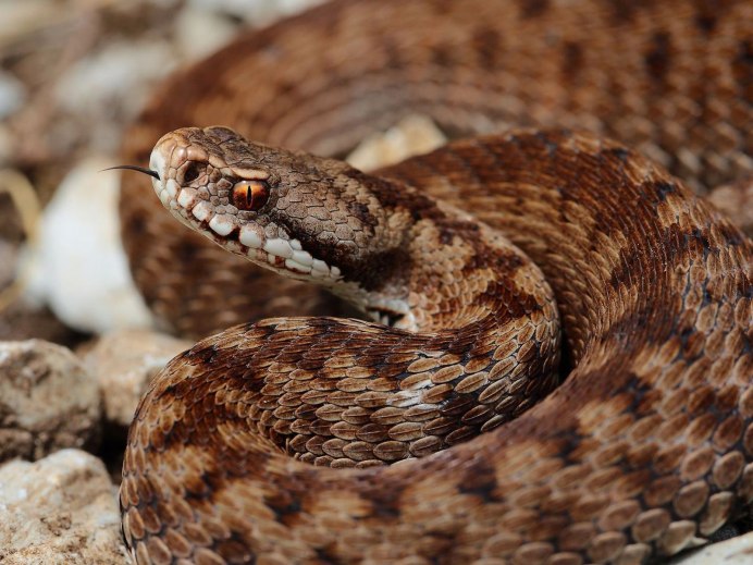Обыкновенная гадюка (Vipera berus)