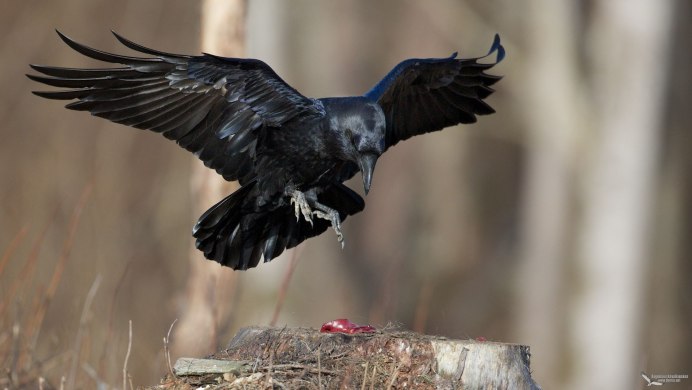 Corvus Corax ареал