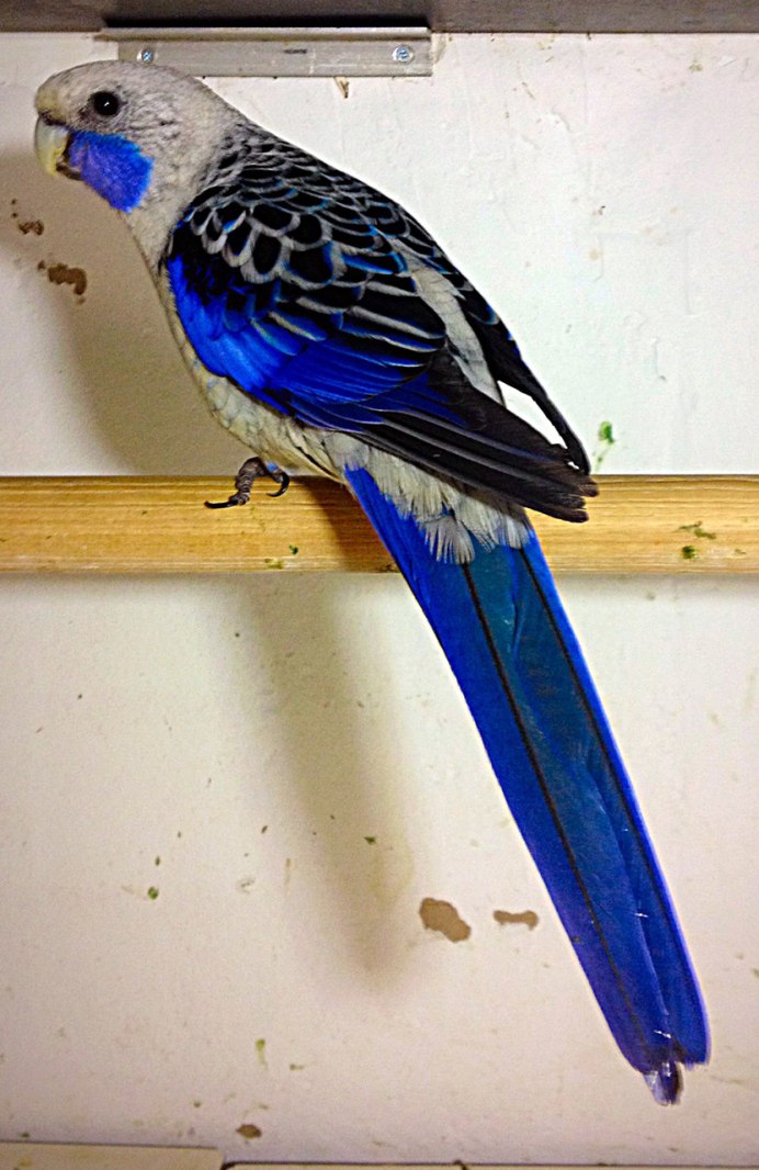 Рубиновая Розелла Platycercus Eximius