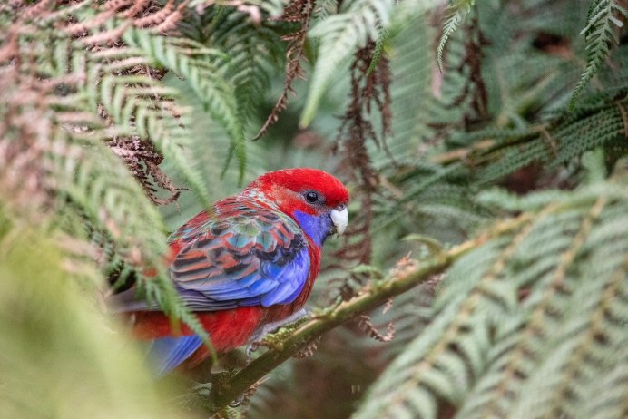 Рубиновая Розелла (Platycercus)