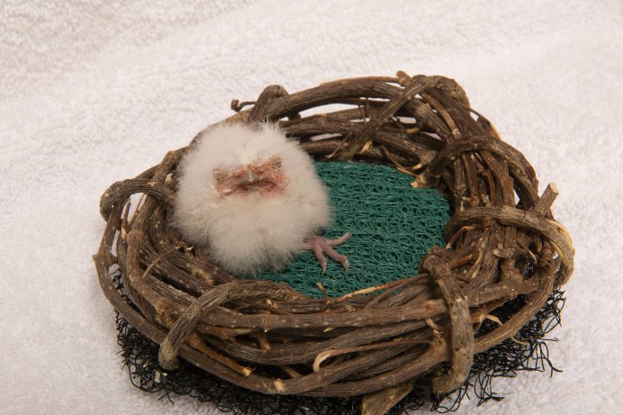 Красивые Крылья птиц