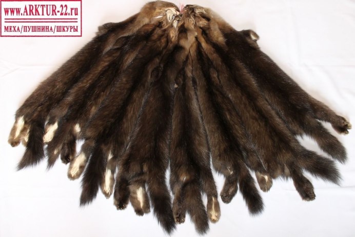 Длиннохвостая синица