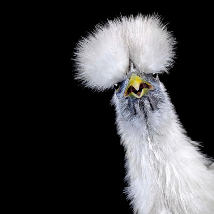 Озерная Чайка слеток