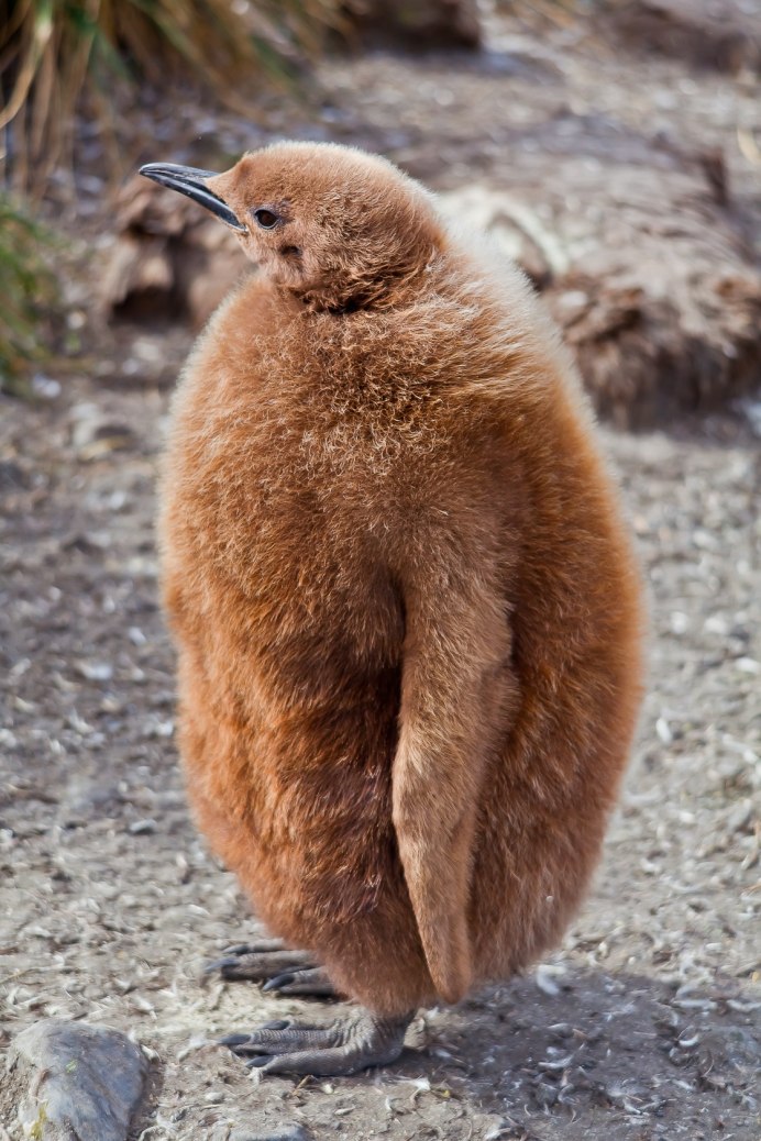 Веероносный венценосный голубь малыш