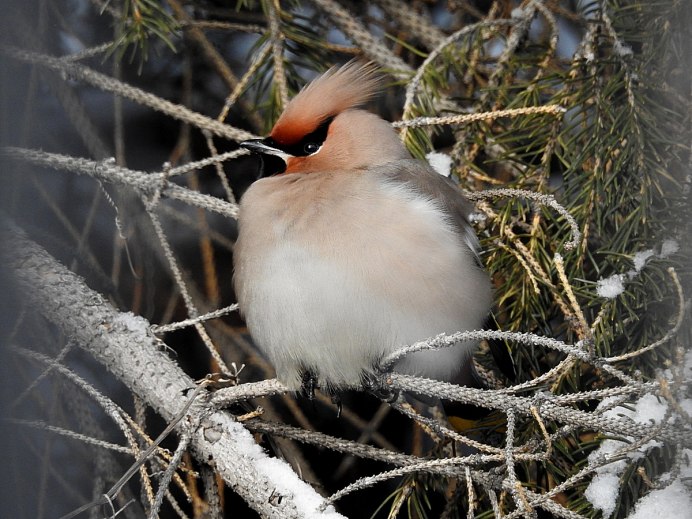 Перья редких птиц