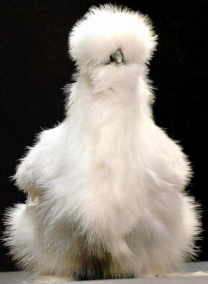 Silkie Bantam