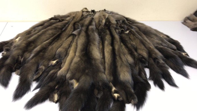 Балийский скворец