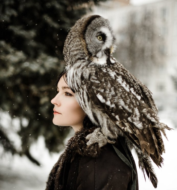 Птица Андский Кондор