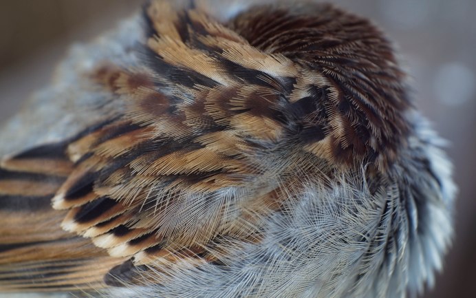 Навал на мехе