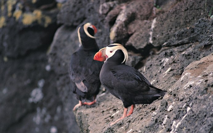 Черношейная поганка Podiceps nigricollis