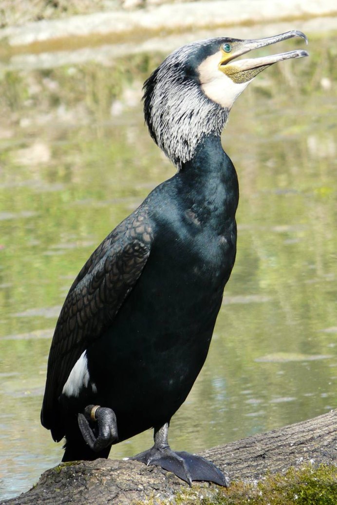Recurvirostra novaehollandiae
