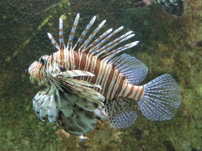 Тигровая крылатка