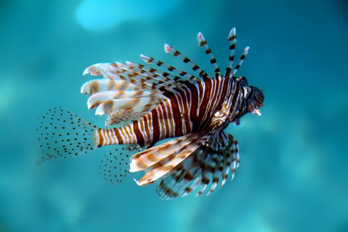 Опасные морские обитатели Пхукета