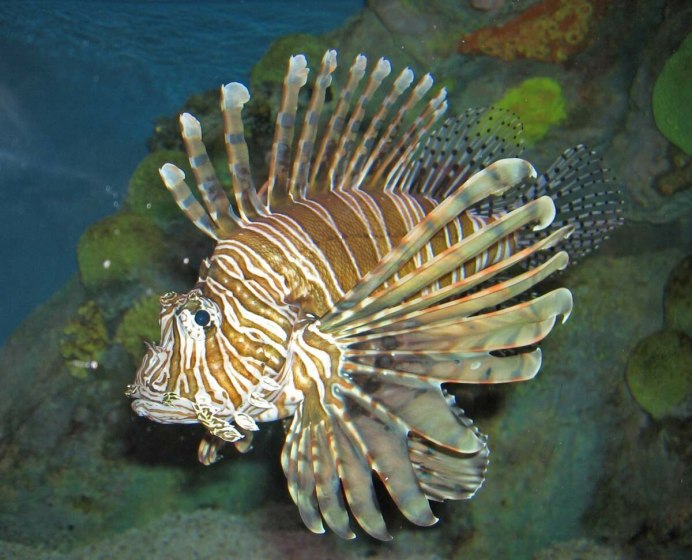 Рыба Лев в море