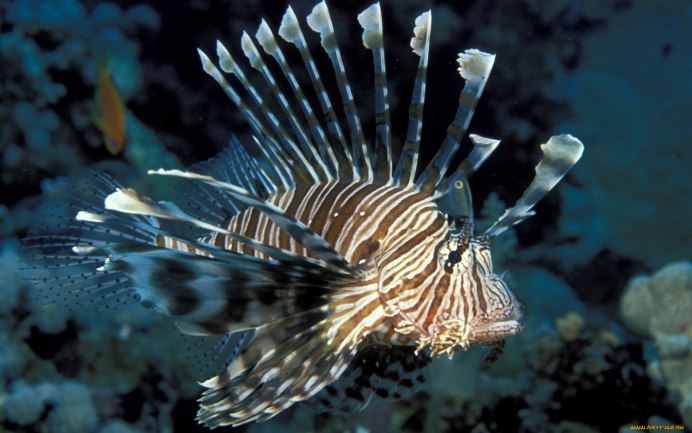 Рыба крылатка