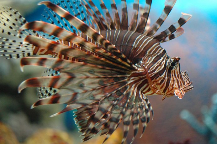 Скорпена крылатка