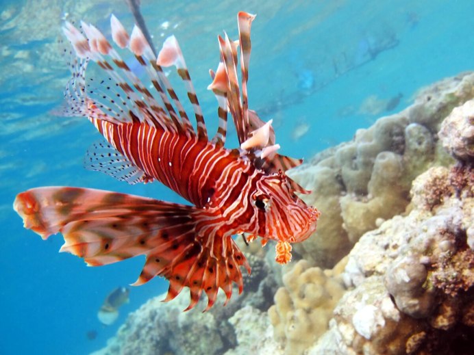 Ядовитая рыба в Египте крылатка