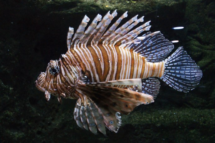 Крылатка Лола