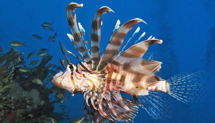 Момбасская крылатка