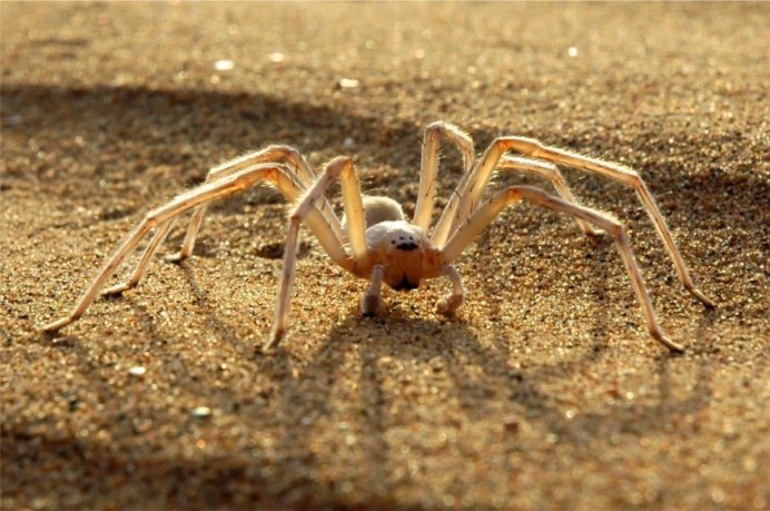 Паук Cebrennus rechenbergi