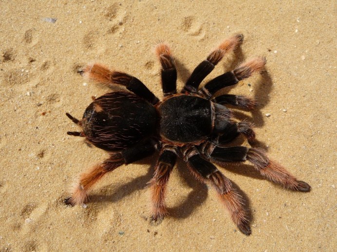 Carparachne aureoflava